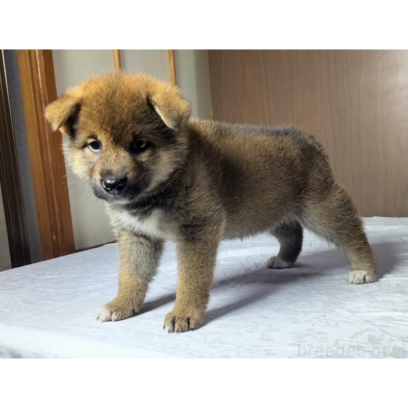 成約済の秋田県の柴犬-396402の4枚目